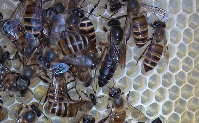 养蜂如何防蚂蚁蜜蜂怕蚂蚁,养蜂防蚂蚁最好的方法