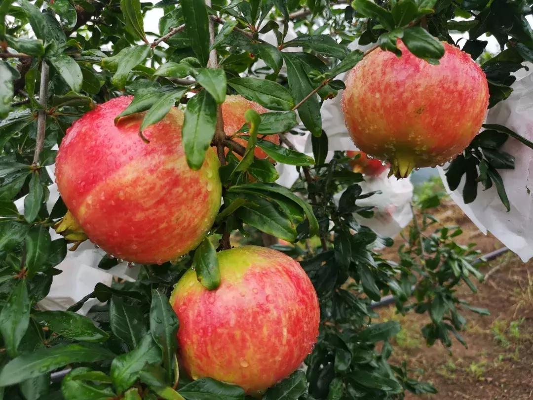 辰颐物语甜橙胶原蛋白,辰颐物语蜜糖