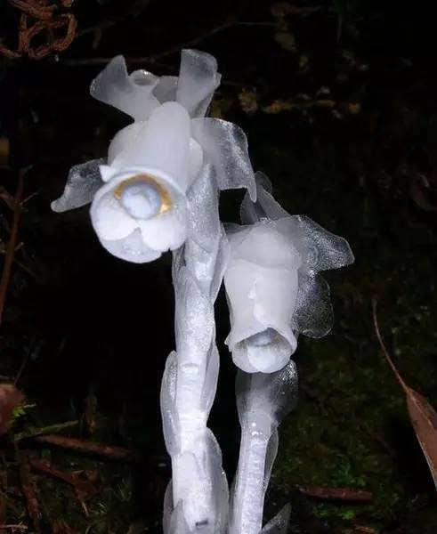 保证你没见过的新奇特植物 (令人大开眼界的植物世界)