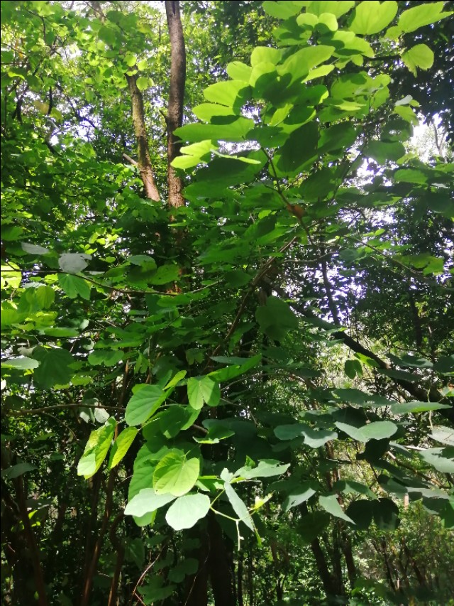 东莞旗峰公园掠影,东莞旗峰公园大体俯视图片