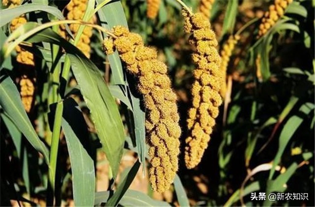 谷子种植技术要点，种植高手告诉你诀窍！建议收藏！