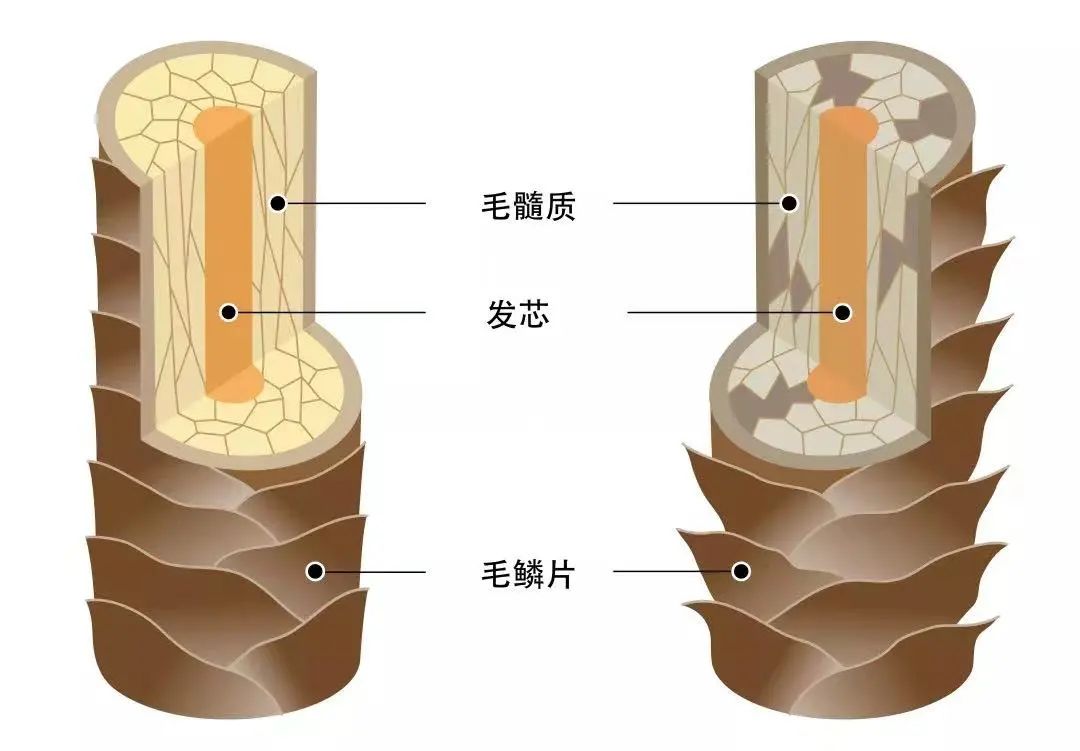 男油头头屑多洗发水推荐,多芬的洗发水哪款适合油头头屑