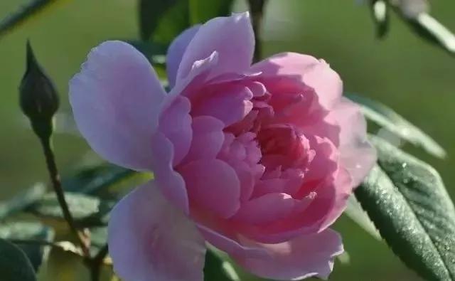 每天学习一点点花卉,100种常见玫瑰品种