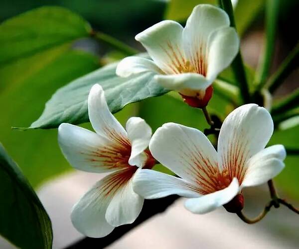 桐籽花开诗句,桐籽花开阆中