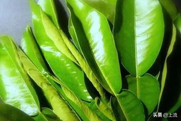 柚子叶洗澡有什么讲究,广州人为什么喜欢用柚子叶洗澡