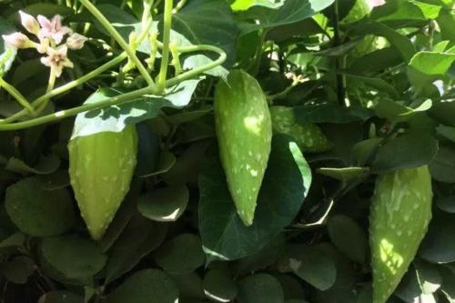 若是在农田里遇见这种“羊奶瓜”，请保护起来，因为它珍贵、值钱