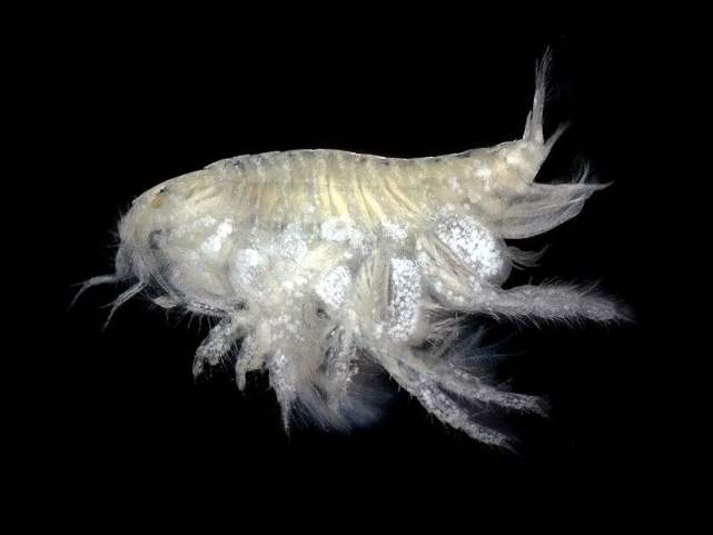 “压”不死的深海动物，它们为什么会在深海游刃有余的生活？