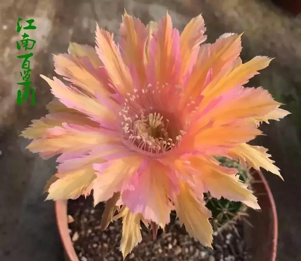 100种仙人球花图片,100种仙人球的品种视频