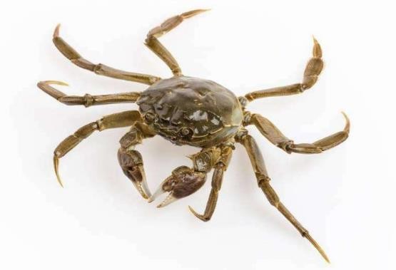 龟类的进化过程图片,龟鳖目动物外形特征