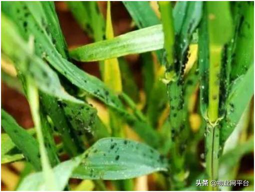 正规灭虫公司解决方案,杀虫公司灭虫方案