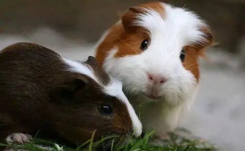 天竺鼠惊吓,天竺鼠害怕会死掉吗