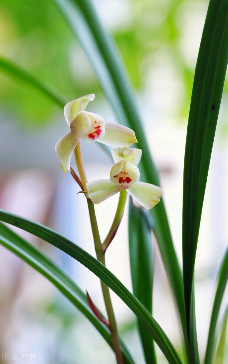 现在买的带花苞的建兰能开花吗,建兰刚开始长花苞怎样养护