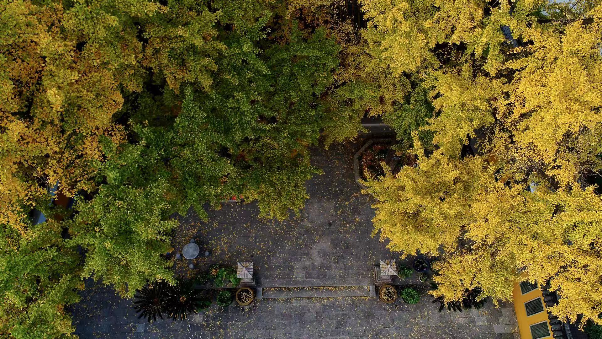 苏州银杏最好欣赏地有哪些地方,苏州银杏打卡地姑苏