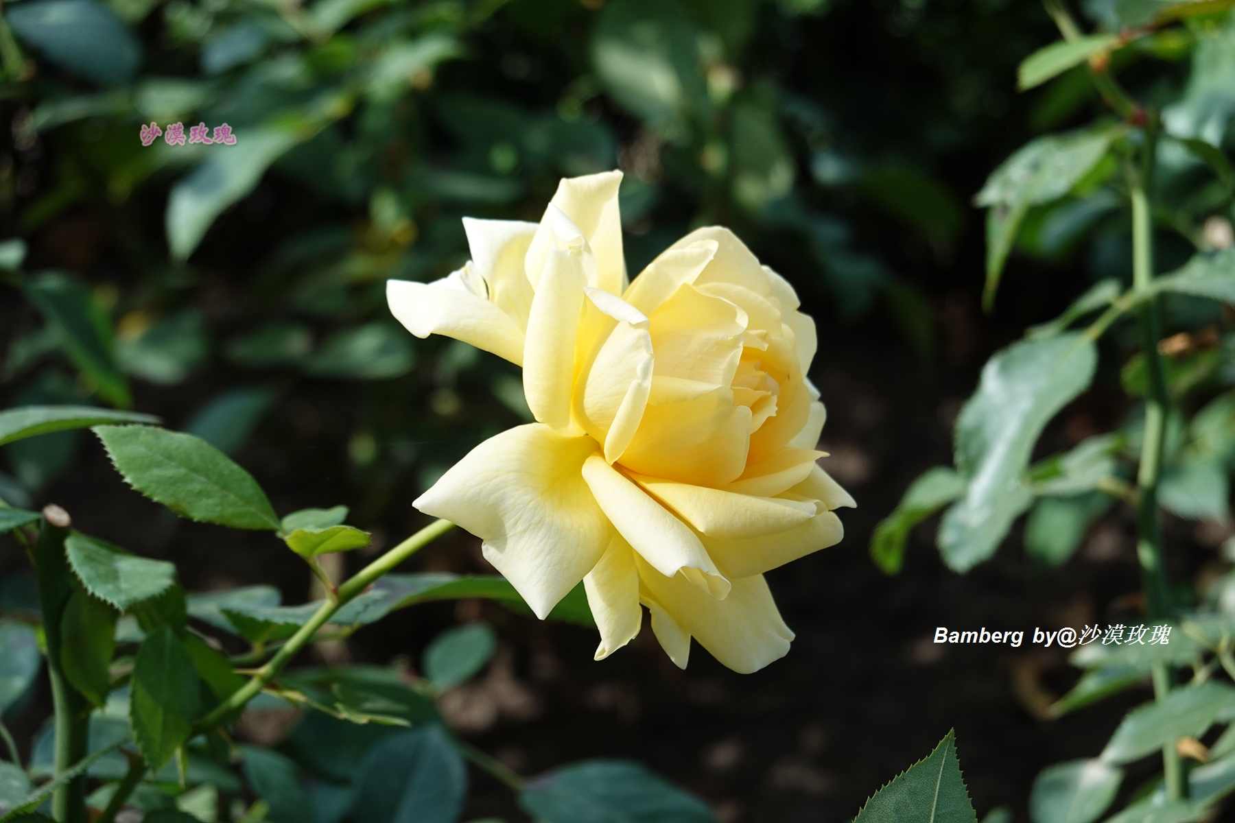 德国的一个小镇,欧洲十大童话小镇