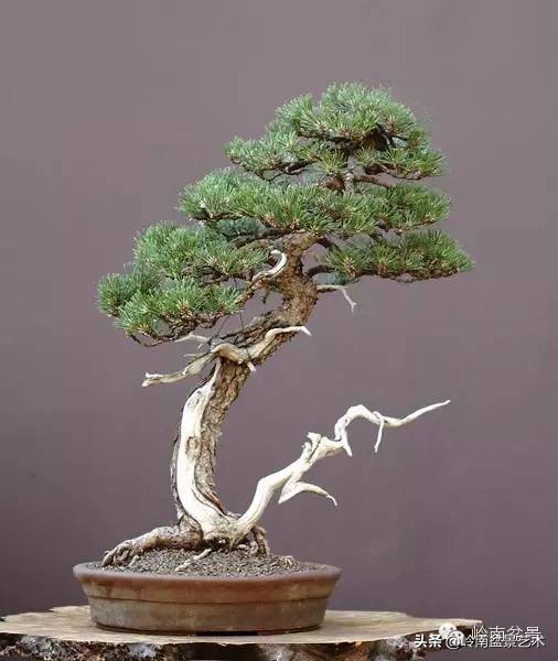 盆景结顶的形式,最好的盆景结顶方法