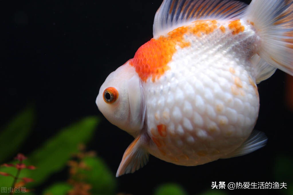 金鱼在网上买靠谱吗,网上买金鱼苗靠谱吗