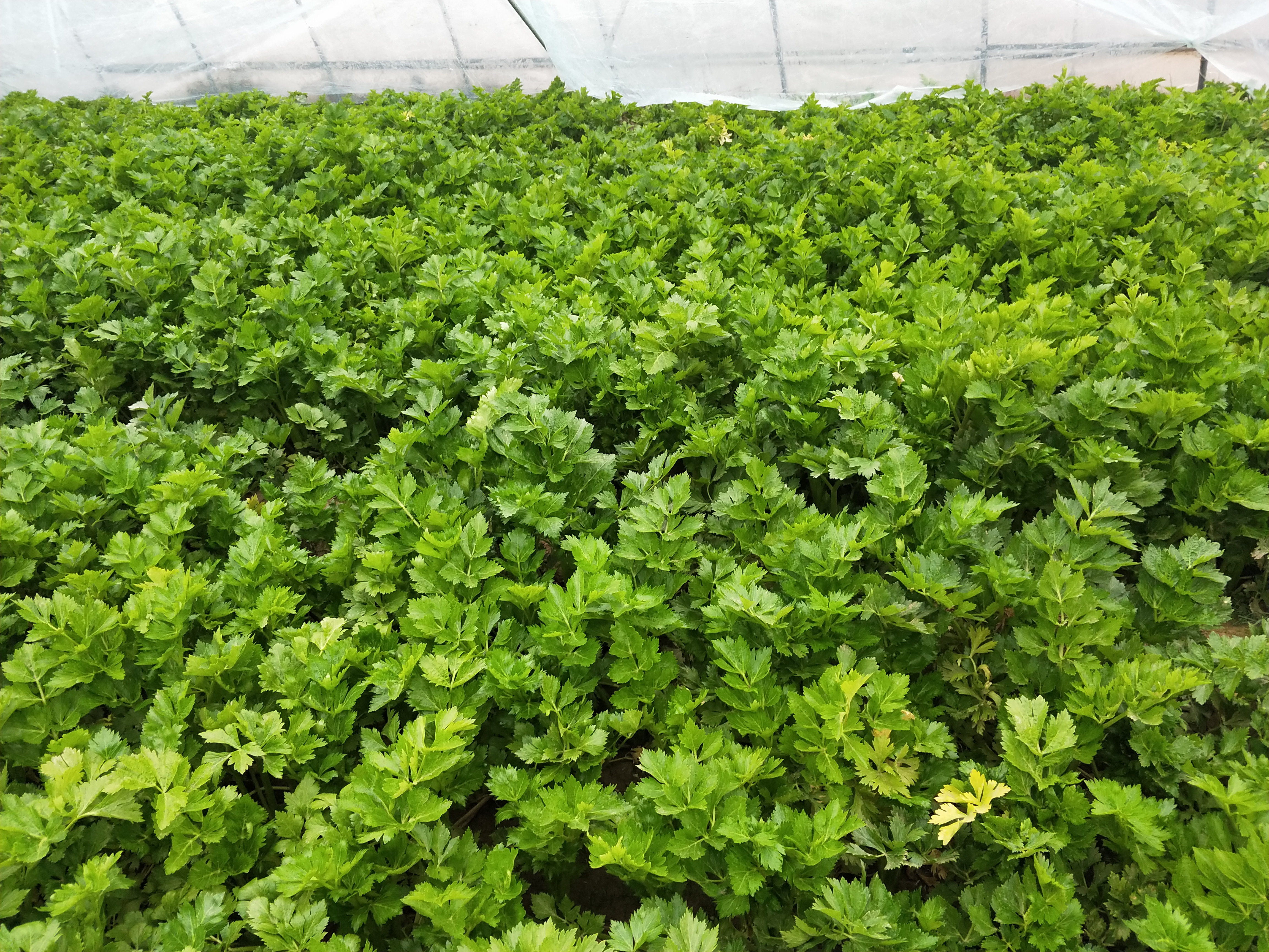 芹菜怎么才能长得好产量高,芹菜产量上不去怎么回事