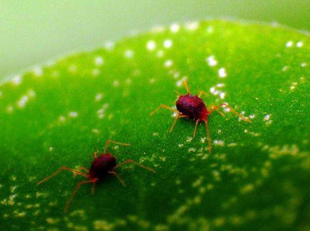 小桑果种植技术视频,桑葚树虫害防治
