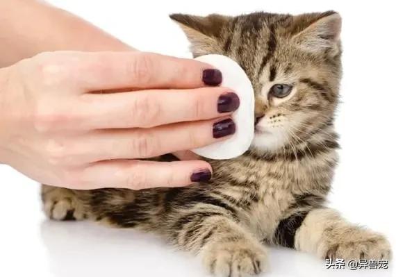 猫咪的日常护理方法,猫咪护理助眠