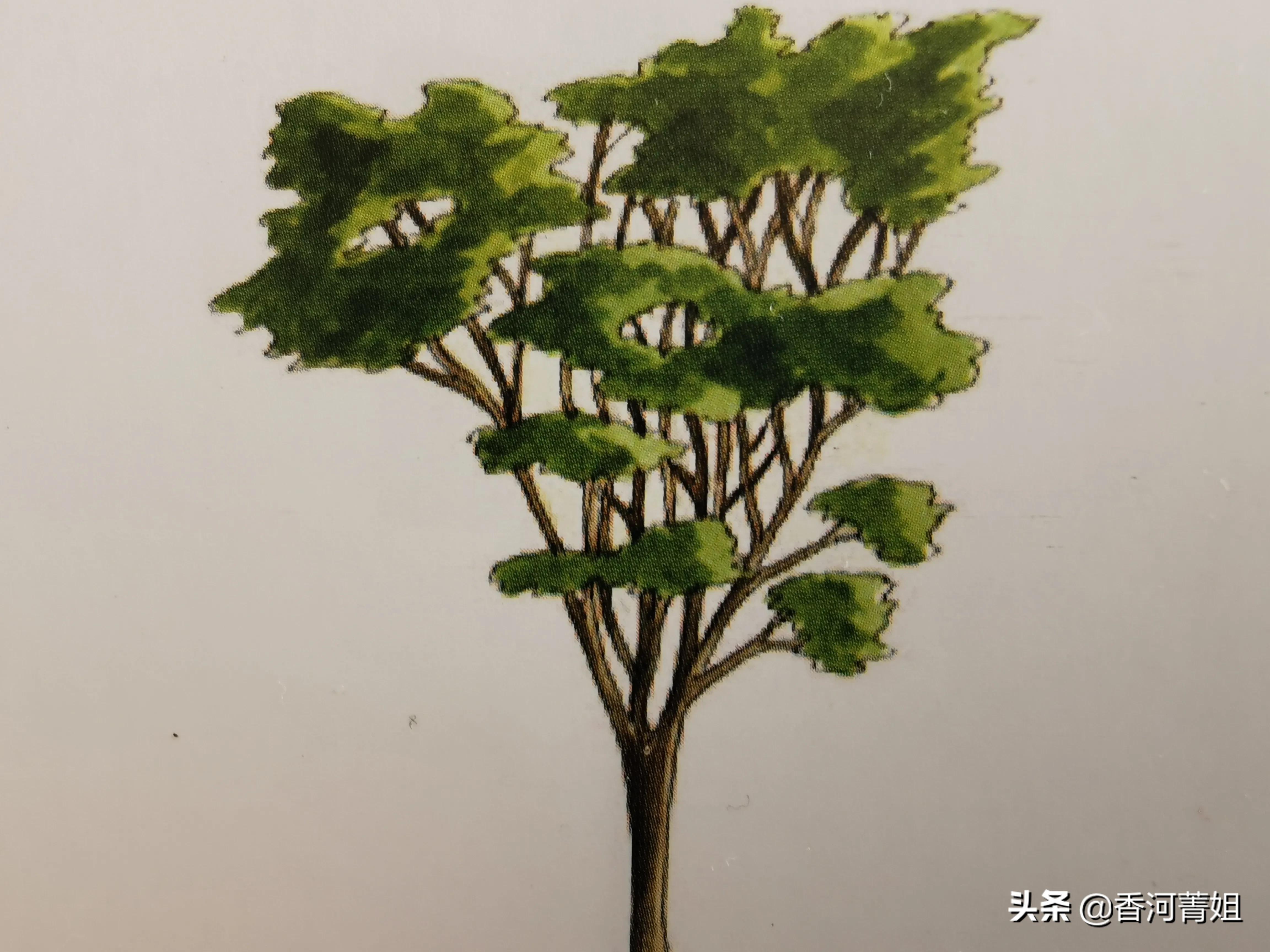 硬木巴西酸枝,巴西黄硬木