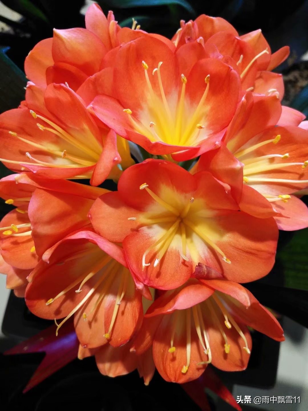 养君子兰的方法怎样管理才能开花,君子兰花芽分化后能用氮肥吗