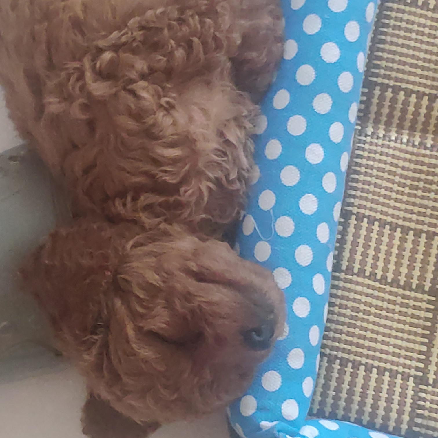 小泰迪总喜欢站着怎么办,小泰迪被冷落的表现