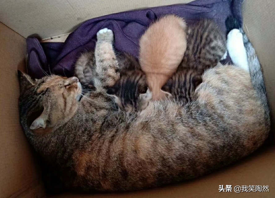 鎴戠殑闈㈢槴鏃ヨ鍏ㄩ泦,鎴戠殑闈㈢槴鏃ヨ