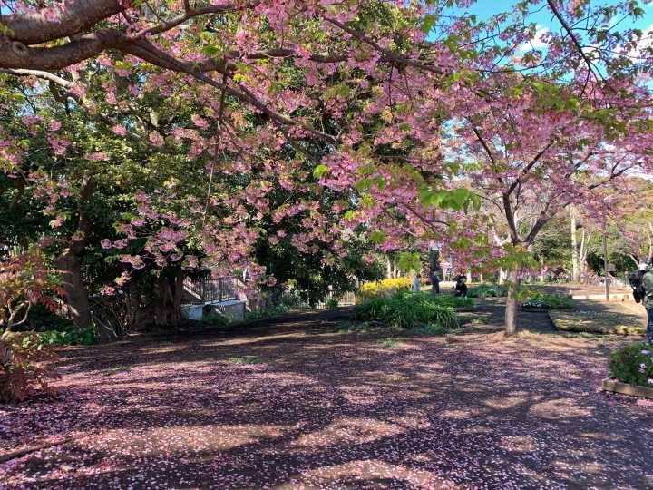 镰仓江之岛自驾游攻略,江之岛镰仓一日游最佳攻略