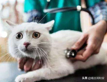 猫咪自发性膀胱炎怎么避免,为什么公猫容易自发性膀胱炎