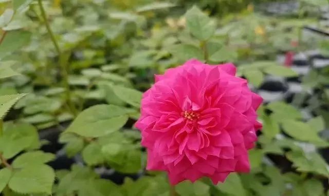 一万年一次的2020520;一起认识100种玫瑰~别送错啊