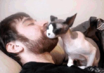 猫难养吗,猫难养么