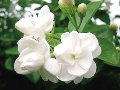 茉莉的叶子干卷了怎么办?