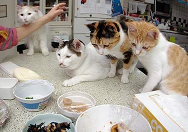 幼猫可以禁食水和粮吗,幼猫不喂猫粮喂养正确方法