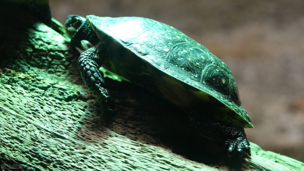 怎么养草龟草龟喜欢吃啥,草龟怎么养才是品相最好的