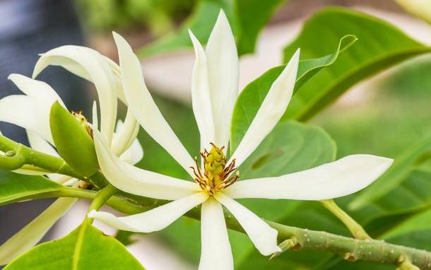 白玉兰黑叶,黑叶白玉兰救活方法