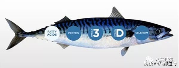 青花鱼跟鲐鲅鱼,青花鱼和鲐鲅鱼的区别