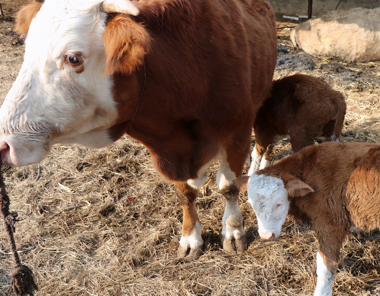母牛产后不吃草怎么办？母牛产后不吃不喝怎么办？这些方法很有用