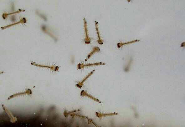 北方常见的昆虫科普知识大全集,南方动植物昆虫实物图鉴