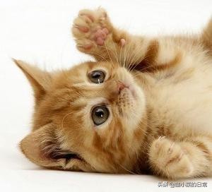 捡到流浪猫先要做什么,捡到流浪猫要怎么处理