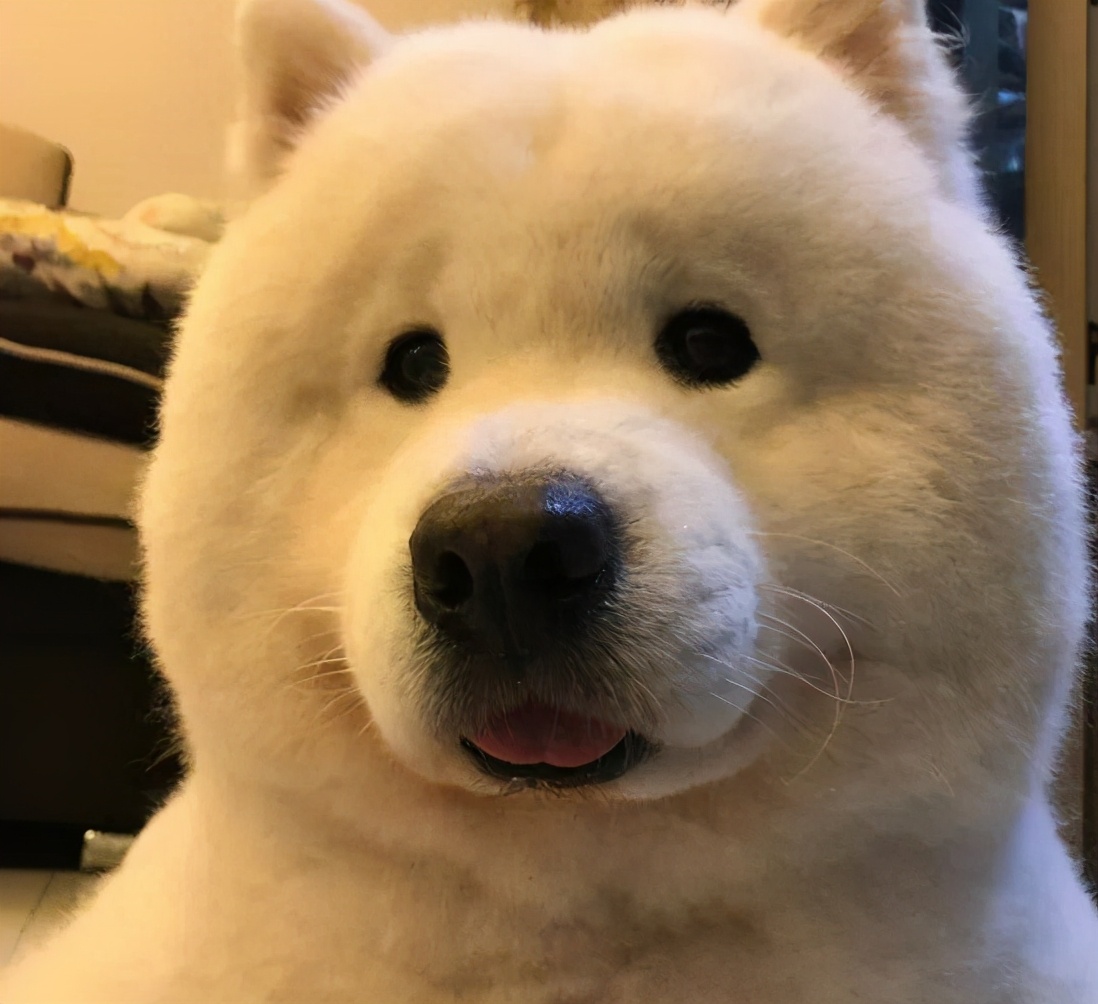 这几种食物会让狗狗身体坏掉,喂食的六大禁忌