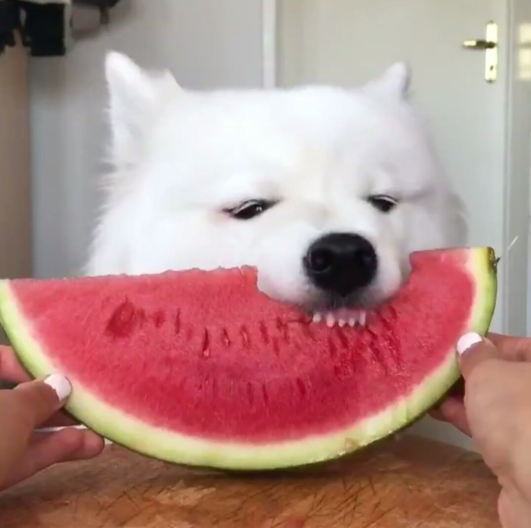 小狗怎么喂食才不会得细小,小狗怎么喂食才不拉稀