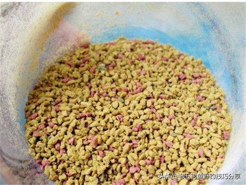 鲤鱼很难钓吗视频,鲤鱼最难的做法