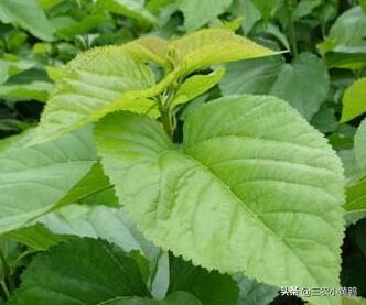 农村俗语霜降打了霜,冬天霜打桑叶有什么好处