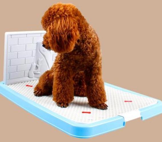 怎么训练狗狗定点大小便室内,训练狗狗定点大小便室内