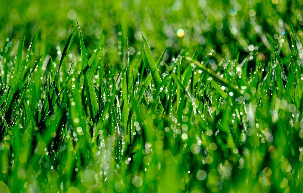 离离原上草一岁一枯荣原诗,离离原上草全诗的主要内容