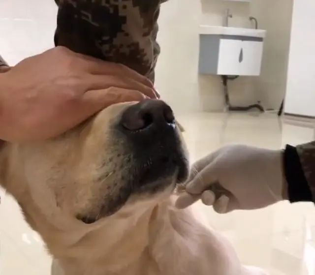 搜救犬排队打疫苗,狗子以为加鸡腿,见到医生后,狗子的反应亮了