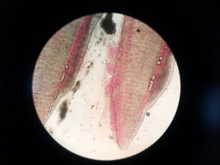 一线渔医良心分享！这份《江高区域全年病害防控指南》请收好