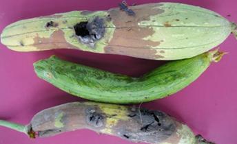 种苦瓜用什么药物防瓜实蝇,苦瓜幼苗枯萎图片