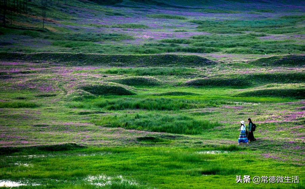 常德丹洲大草原介绍,丹洲草原风景