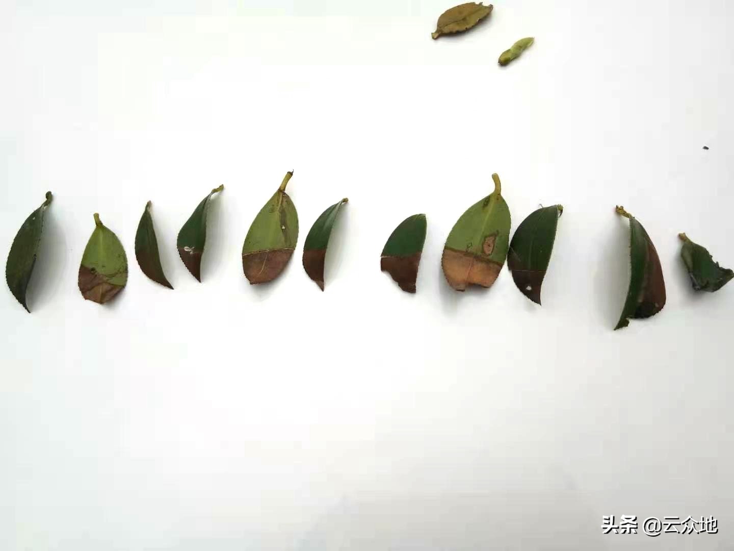 油茶炭疽防治时间,油茶炭疽病属于真菌还是细菌